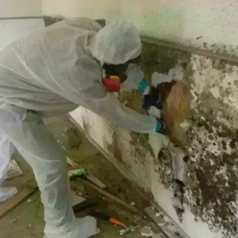 Mold Remediation and Removal in Lincolnville, SC